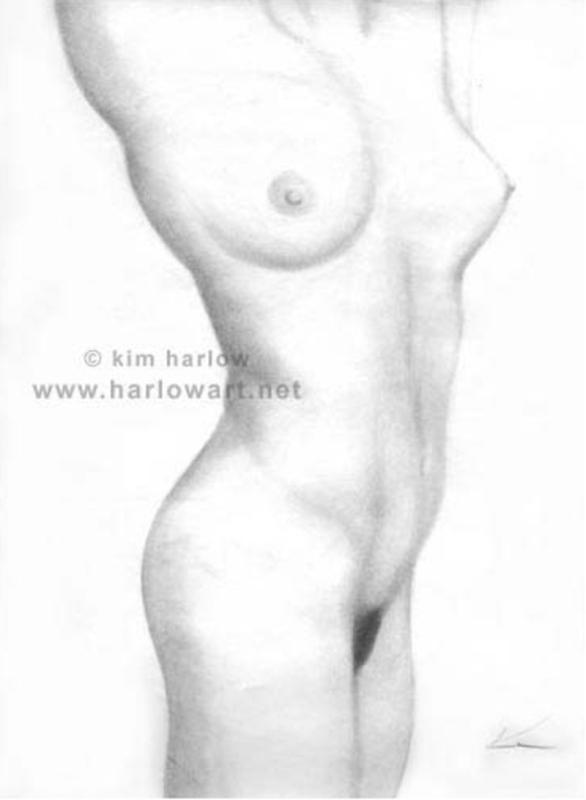 study torso